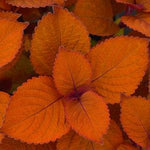 Coleus