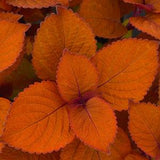 Coleus