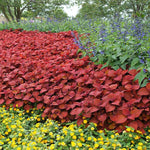 Coleus