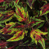 Coleus