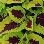 Coleus