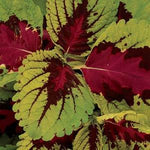 Coleus