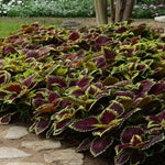Coleus