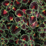 Coleus