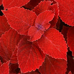 Coleus