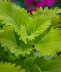 Coleus