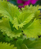 Coleus