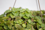 10" Creeping Charlie Hanging Basket