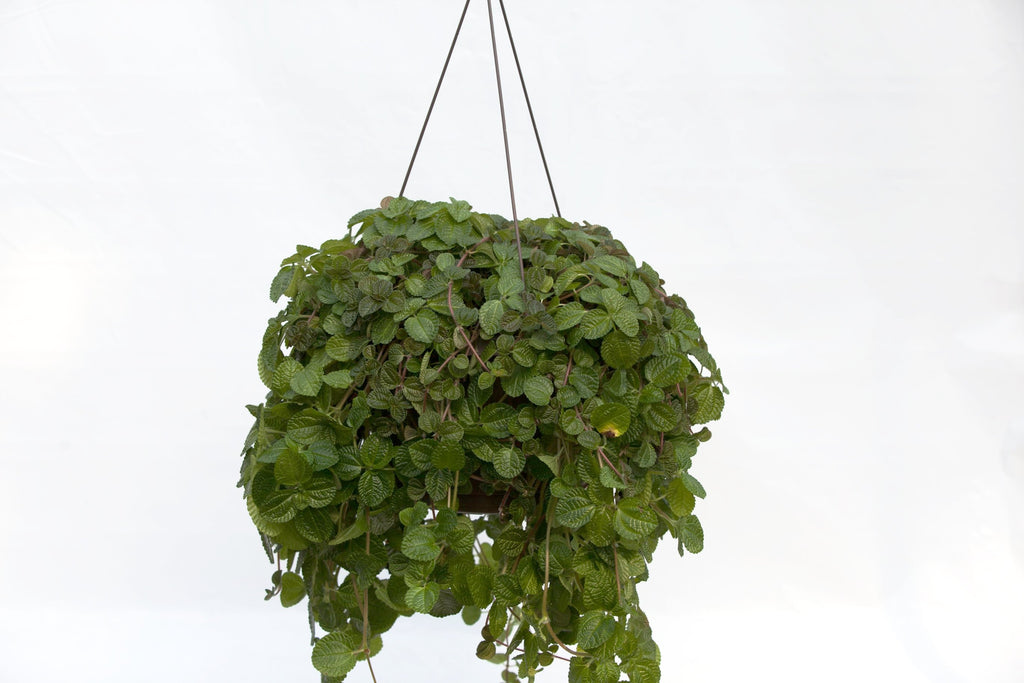 hanging charlie plant 10
