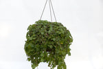 10" Creeping Charlie Hanging Basket