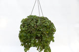 10" Creeping Charlie Hanging Basket