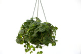 6" Creeping Charlie Hanging Basket