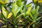 3.5" Croton - Banana