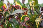 3" Croton