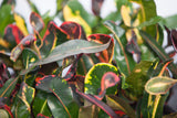 3" Croton