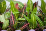 3" Croton