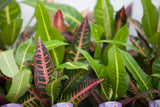 3" Croton