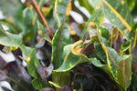 6" Croton