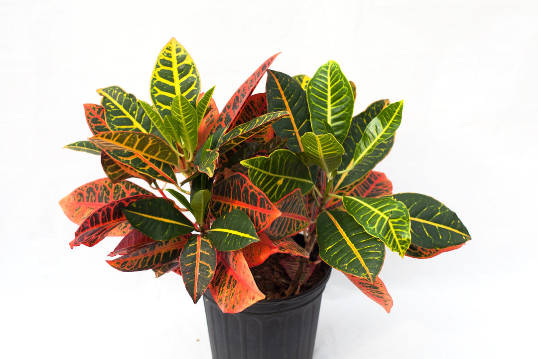 棘.PLANTS ZXM with a cool growth habit, vivid emergent leaves, and