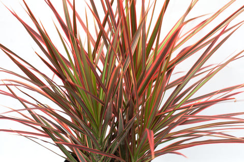 dracaena bicolour 10