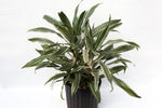 10" Dracaena