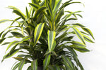 10" Dracaena