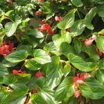 Begonia Flats (1204 Cell Packs)
