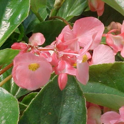 10" Dragon Wing Begonia Hanging Baskets
