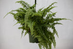 6" Assorted Fern Hanging Basket