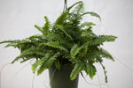 6" Assorted Fern Hanging Basket