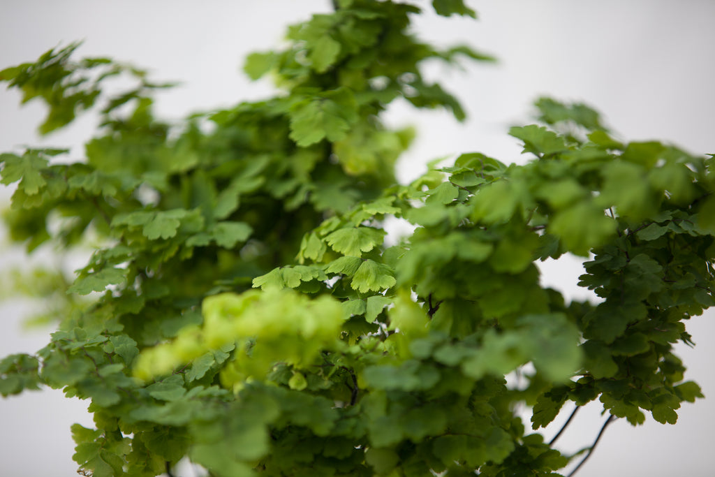 maidenhair fern hanging plant 6" Maidenhair Fern Hanging Basket – Slappendel Greenhouses Inc