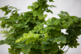 6" Maidenhair Fern Hanging Basket