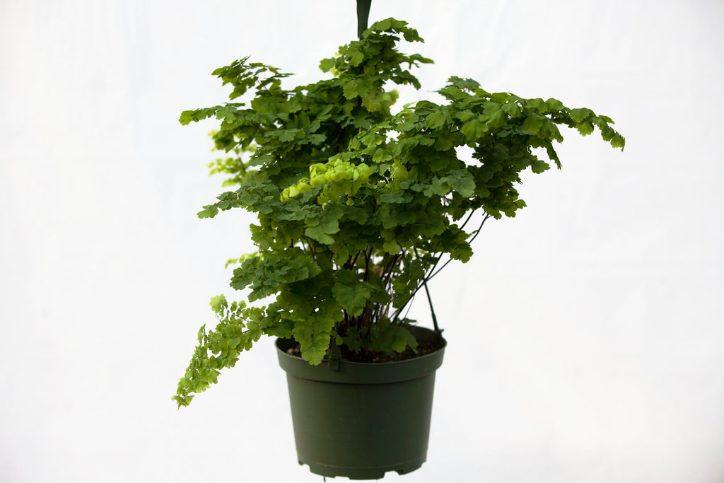 maidenhair fern hanging plant 6" Maidenhair Fern Hanging Basket – Slappendel Greenhouses Inc