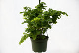 6" Maidenhair Fern Hanging Basket