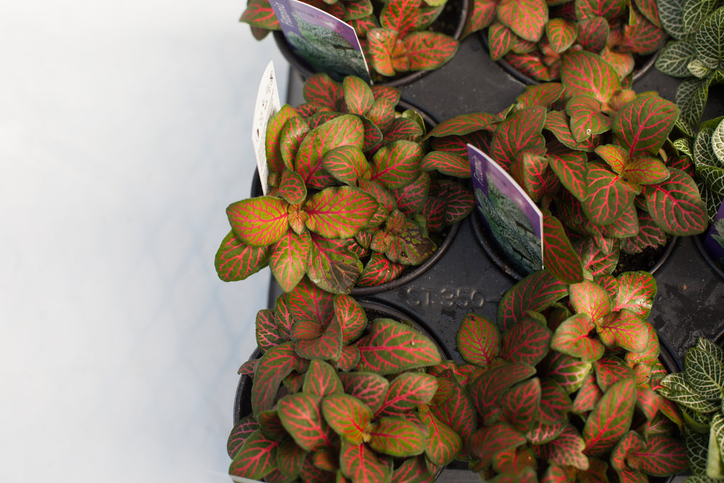 nerve plant hanging basket 6" Fittonia Hanging Basket – Slappendel Greenhouses Inc