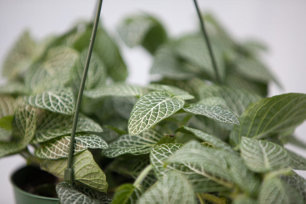 nerve plant hanging basket 6" Fittonia Hanging Basket – Slappendel Greenhouses Inc