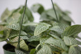 6" Fittonia Hanging Basket