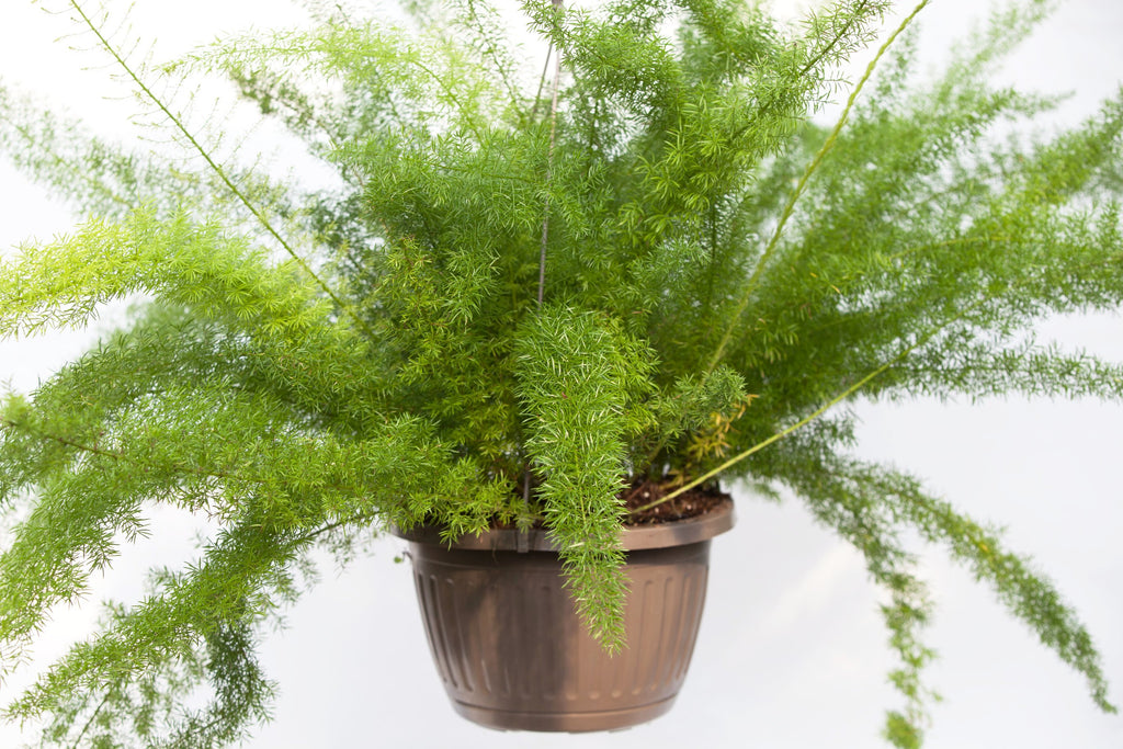 foxtail hanging plant 10