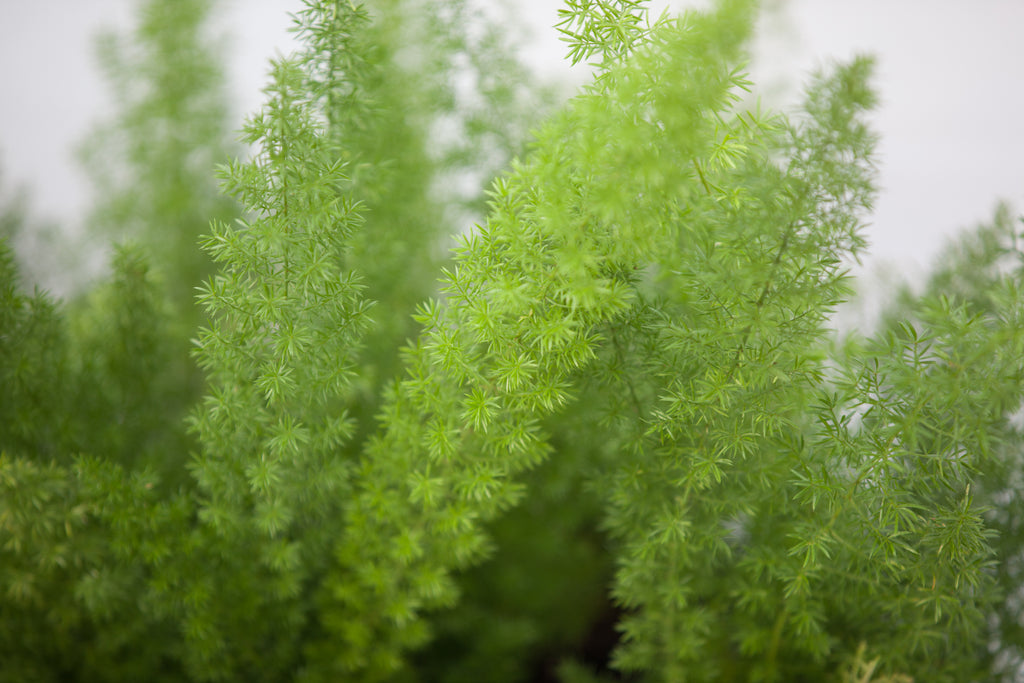 foxtail hanging plant 6