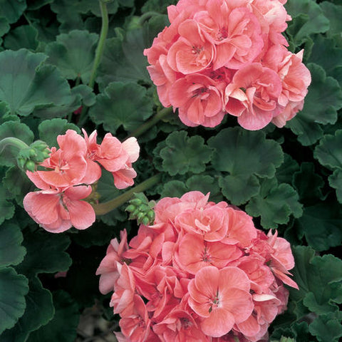 10" Geranium Hanging Baskets