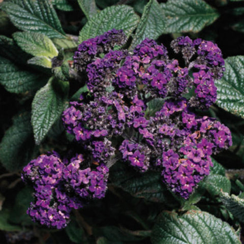 4" Heliotrope