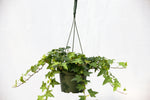 6" Ivy Hanging Basket