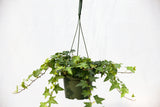 6" Ivy Hanging Basket