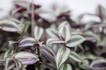 10" Wandering Jew Hanging Basket