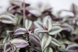 10" Wandering Jew Hanging Basket