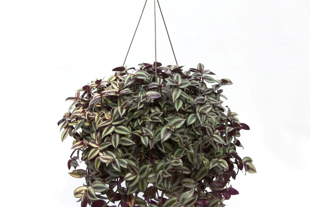 wandering jew plant hanging basket 10" Wandering Jew Hanging Basket – Slappendel Greenhouses Inc