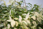 10" Wandering Jew Hanging Basket