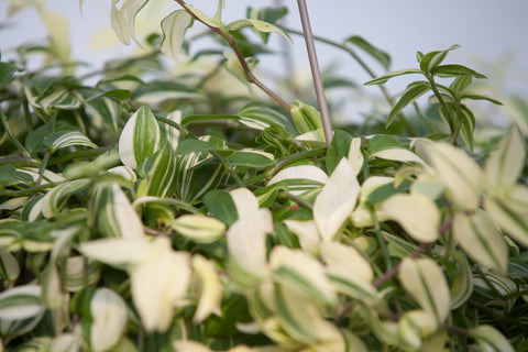 jewish hanging plant 10" Wandering Jew Hanging Basket – Slappendel Greenhouses Inc