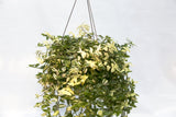 10" Wandering Jew Hanging Basket