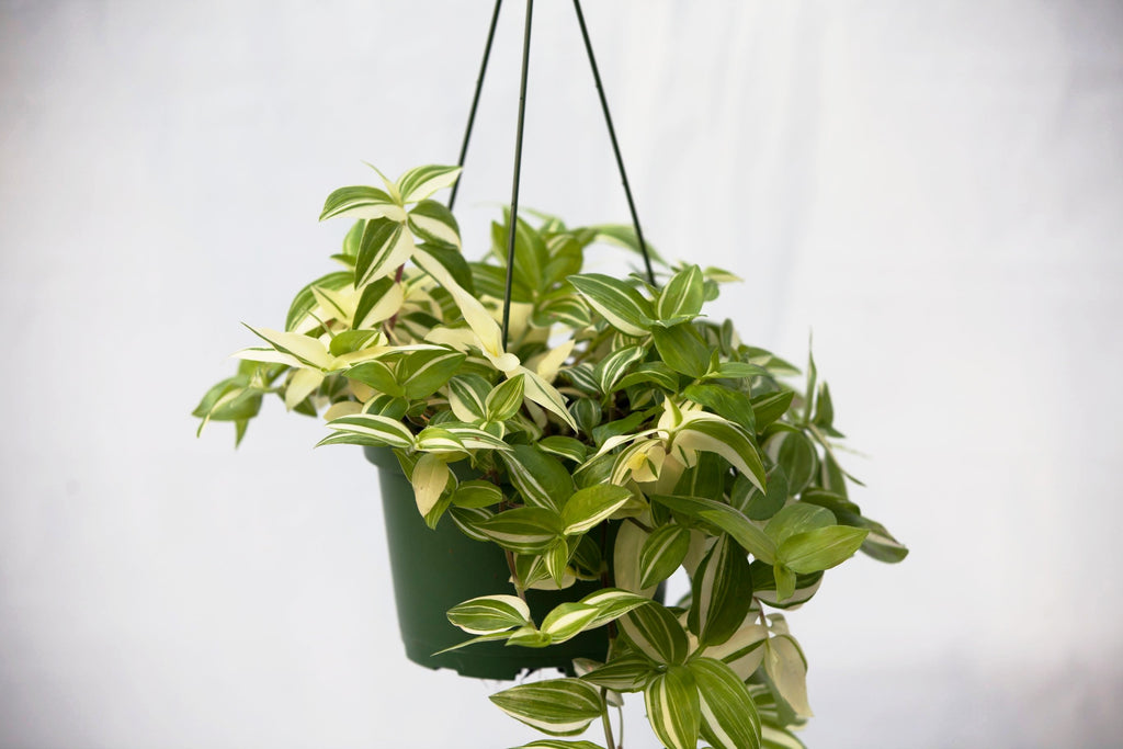dew plant hanging basket 6" Wandering Jew Hanging Basket – Slappendel Greenhouses Inc